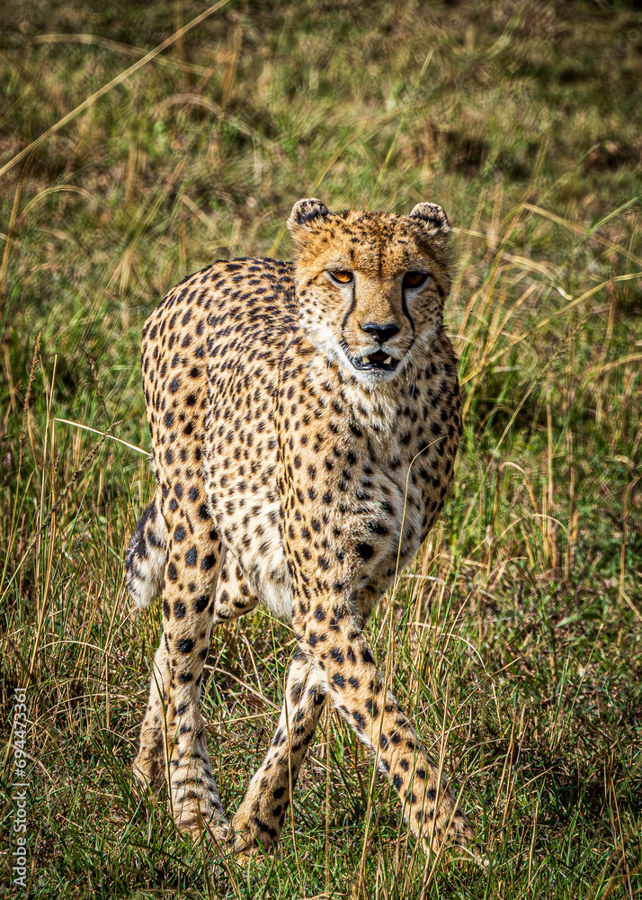cheetah cheetah