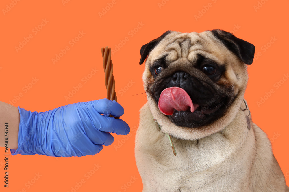 Veterinarian with snack and pug dog on orange background, closeup