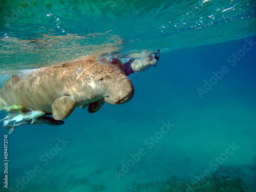 Dugongo. Sea Cow in Marsa Alam. Marsa Mubarak bay.   © Vitalii6447
