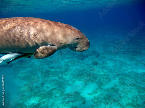 Dugongo. Sea Cow in Marsa Alam. Marsa Mubarak bay.