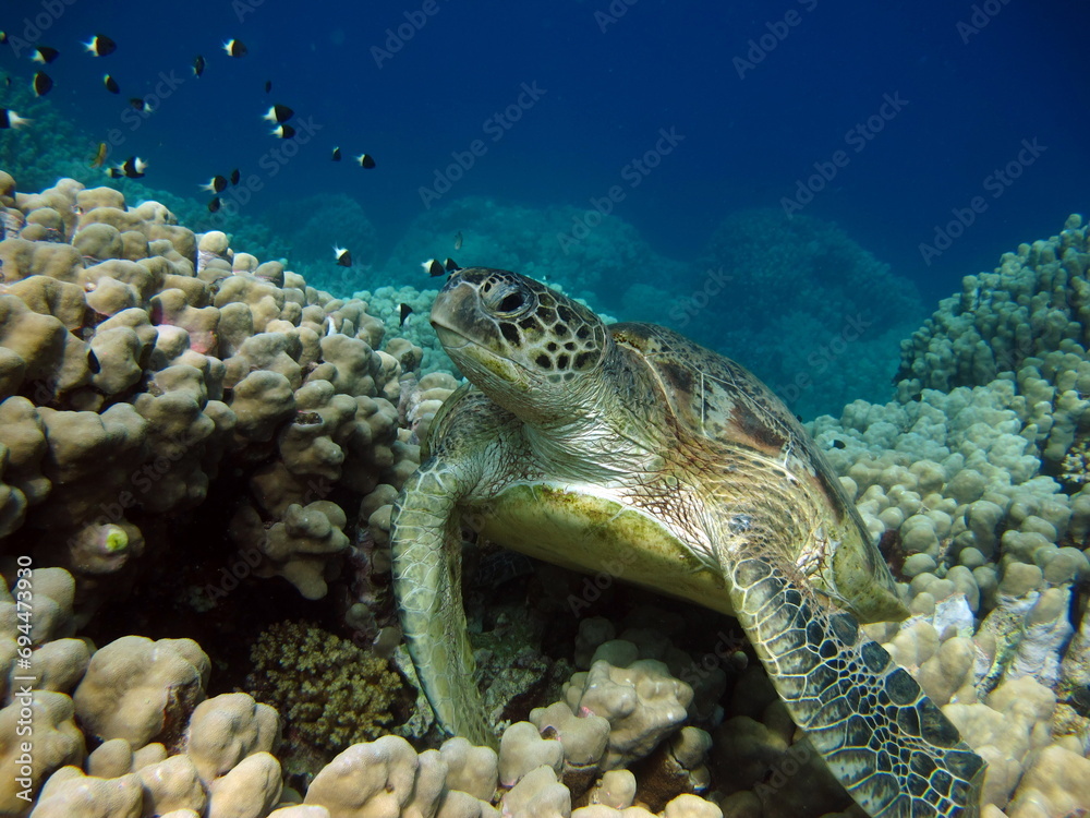Obraz premium Green turtles are the largest of all sea turtles. A typical adult is 3 to 4 feet long and weighs between 300 and 350 pounds.