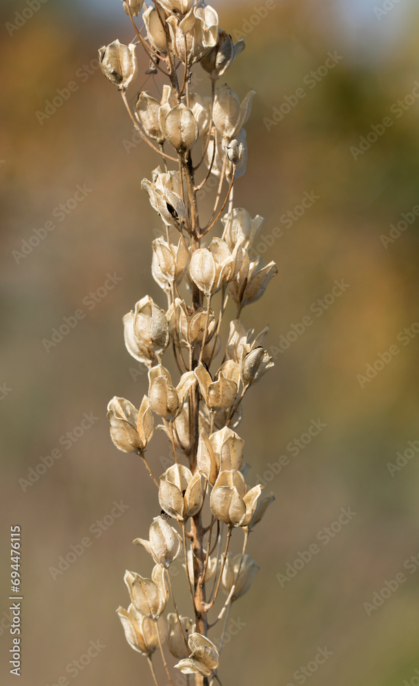 Fototapeta premium Dry flower stalk of the maritime squill (Drimia maritima)