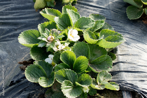 Tableau sur toile Flowers  of an early strawberry variety produced under a low plastic tunnel, with the first harvest in December