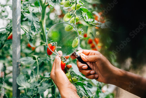 Botanist a black woman inspector meticulously checks tomato quality with a magnifying glass in herbology research focusing on lice detection. Expertise in plant science and farming. photo