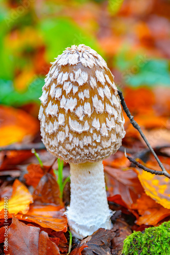 Magpie or woodpecker fungus, Coprinopsis picacea, growing amid fallen autumn leaves
