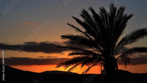 Silhouette of palm tree in the sunset sunrise