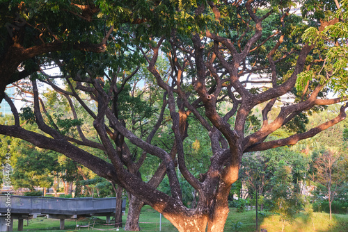 Beautiful tree in the Benjakitti Forest Park , landmark public park of central Bangkok in Bangkok, Thailand. photo