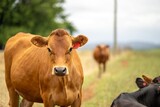 portrait Stud dairy cows grazing on grass in a field, in Australia. breeds include Friesian, Holstein, Jersey stud