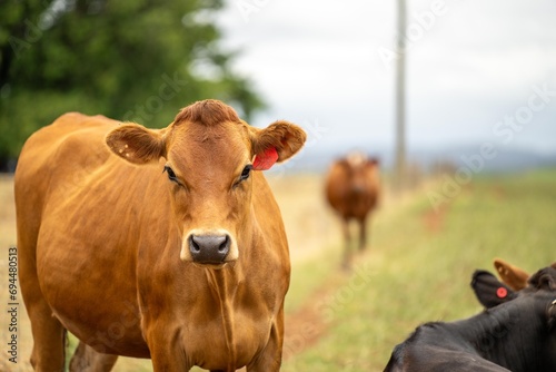 portrait Stud dairy cows grazing on grass in a field  in Australia. breeds include Friesian  Holstein  Jersey stud