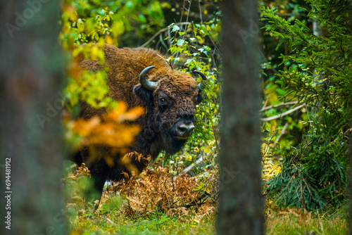 Fototapeta Naklejka Na Ścianę i Meble -  European bison in forest during autumn, fall in Bialowieza Forest, Poland