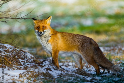  Fox in winter © Tomasz
