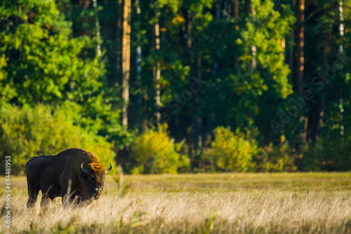 European bison in autumn on a meadow in the Bialowieza Forest, Poland photo