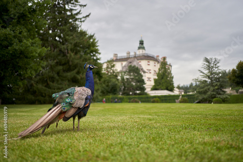 Ambras Castle with a peacock