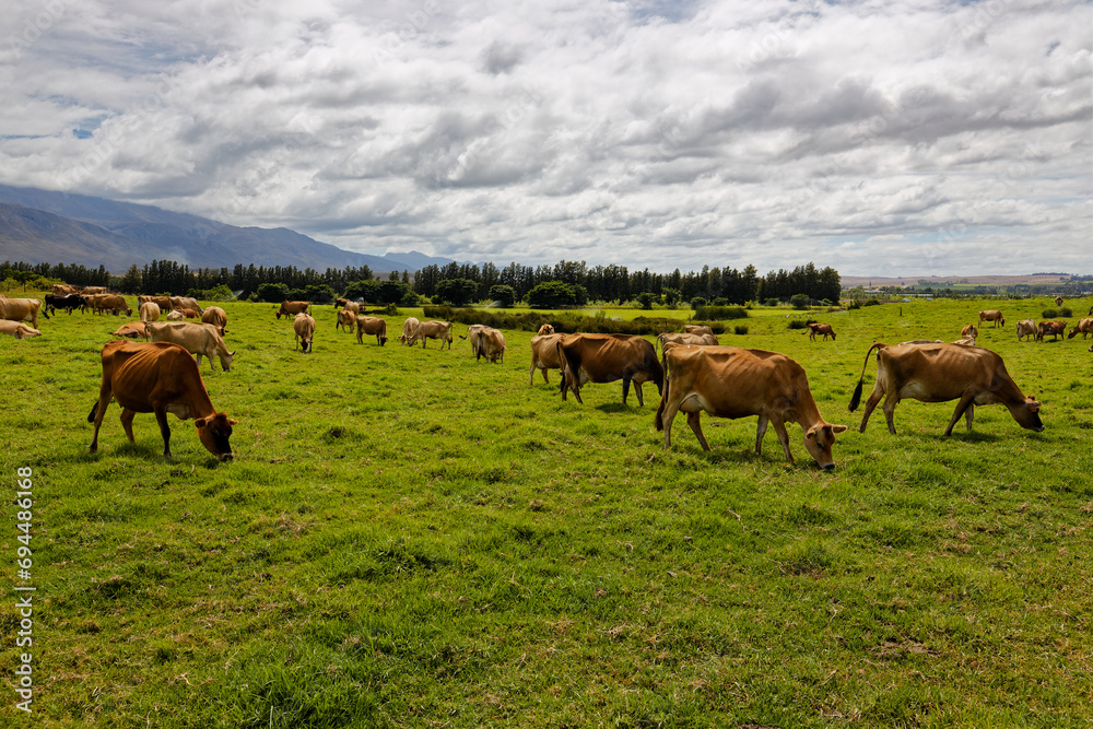 Jersey cows grazing on green grass on a farm in the Western Cape, South Africa.