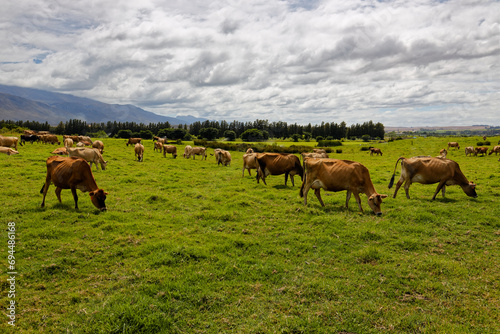 Jersey cows grazing on green grass on a farm in the Western Cape  South Africa.