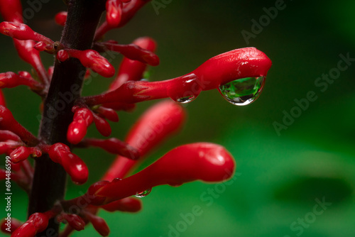 Water Dew Drop on a Fresh Flower Petal