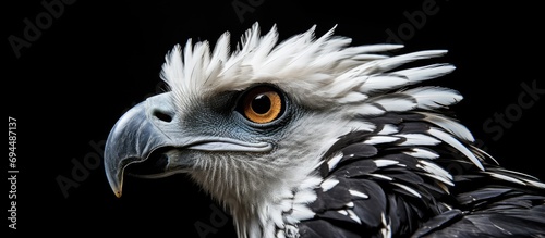 Amazonian bird species known as the Harpy Eagle, found in Brazil. photo