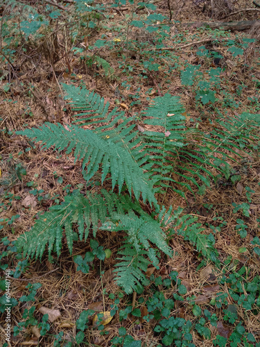Fern in the forest