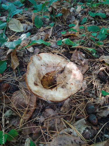 Amanita cap with hole in the forest