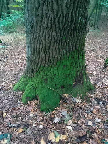 Ancient tree trunk in the moss