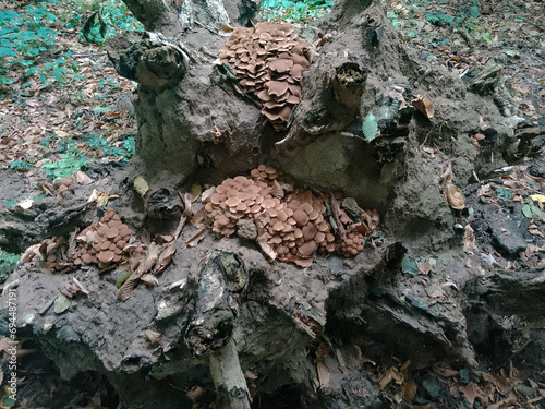 Fungal growths on the stump