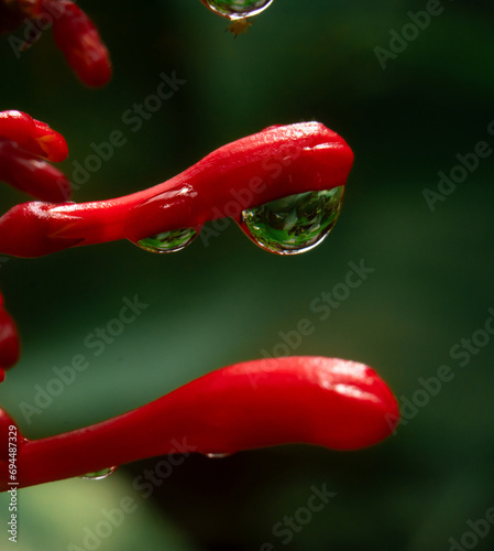 Water Dew Drop on a Fresh Flower Petal