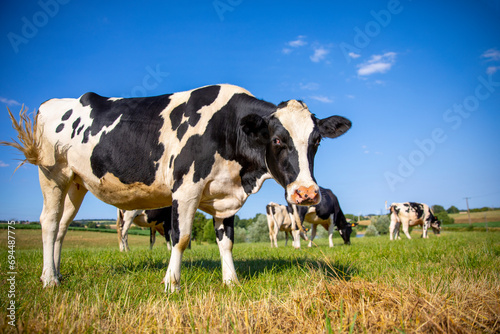 Troupeau de vache laitière dans les champs au printemps en France.
