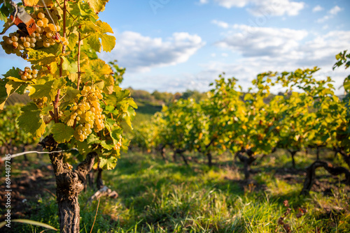 Fototapeta Naklejka Na Ścianę i Meble -  Grappe de raisin blanc dans les vignes en automne dans un vignoble de France.
