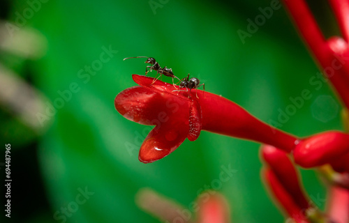Ants and Insects on Flowers and nature leaves