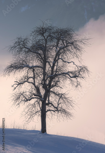 Baum am Winter