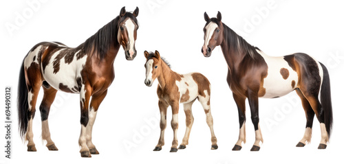 Group of pinto horses: mare, stallion and foal, animal family isolated on transparent background. PNG clip art elements. © Sunny_nsk