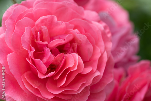 beautiful intense bright pink aromatic dog-rose type blossom in garden. close up shot