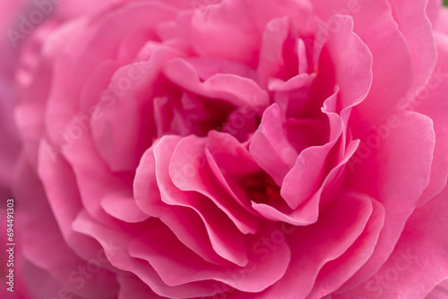 beautiful intense bright pink aromatic dog-rose type blossom background. extreme macro shot