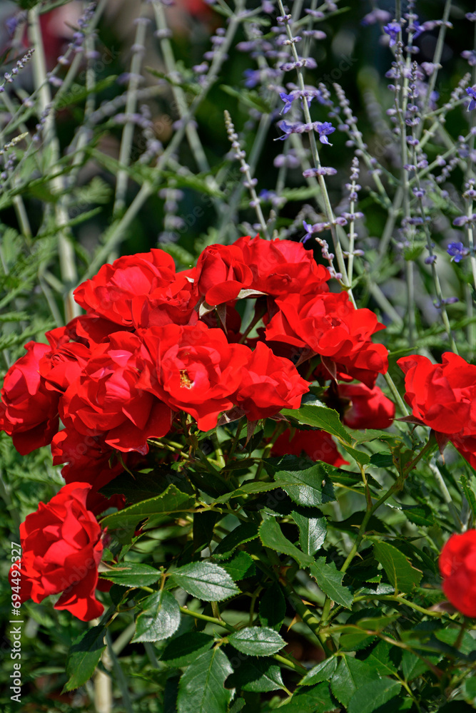 czerwone róże i perowskia w ogrodzie, Perovskia , red roses,
