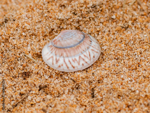 seashell on the beach in the sand in a nature