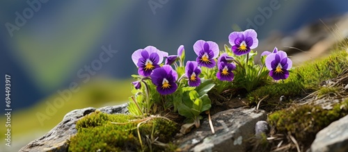 Sweden. Horned pansy or Violaceae flowering plant, found in Pyrenees and Cordillera Cantabrica, Spain. photo
