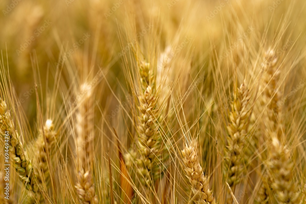 varietys of wheat in a field varietys of wheat in a field