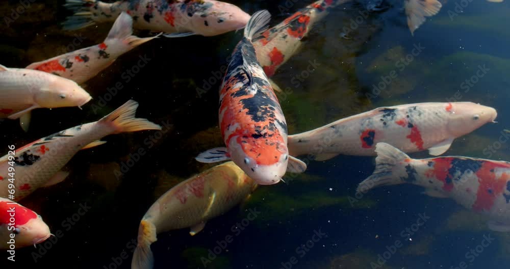 Colorful fancy carps or koi fishes swimming in a pond.Beautiful color japanese koi fish.Koi carp fish swarm many colorful fishes in water.