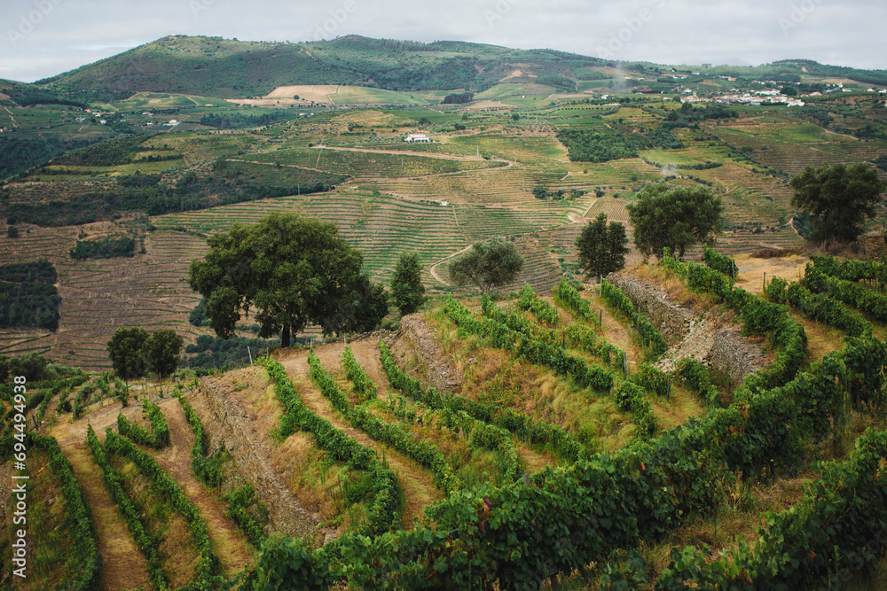 A hillside of vineyards in the Douro Valley, Portugal.