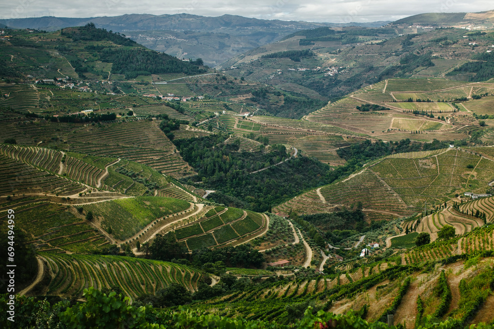 Vineyard hillside in the Douro Valley, Portugal.