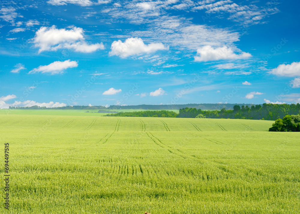 Morning in large wheat field.