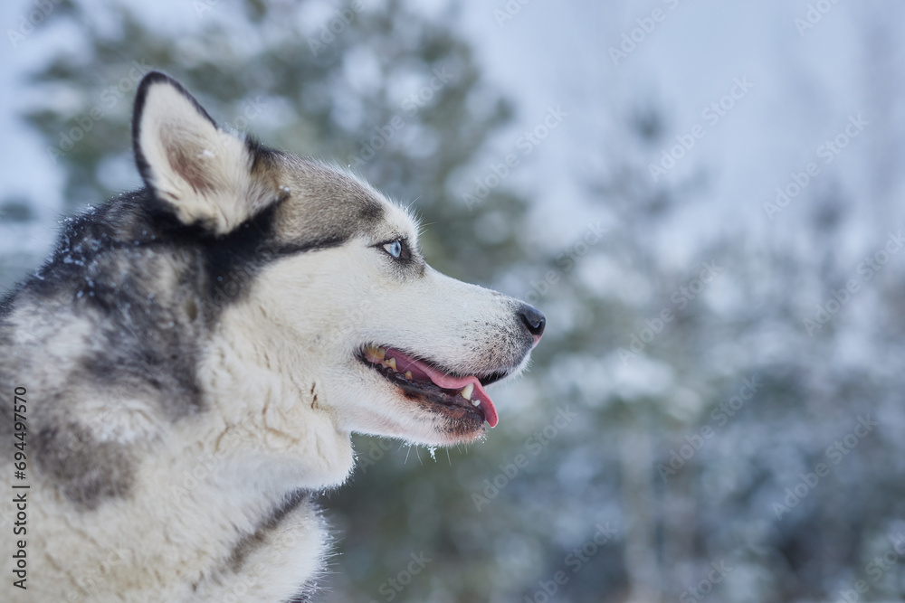 portrait of a beautiful Husky dog in the snow in winter, dog in the snow in winter portrait of a beautiful Husky dog in the snow in winter, dog in the snow in winter