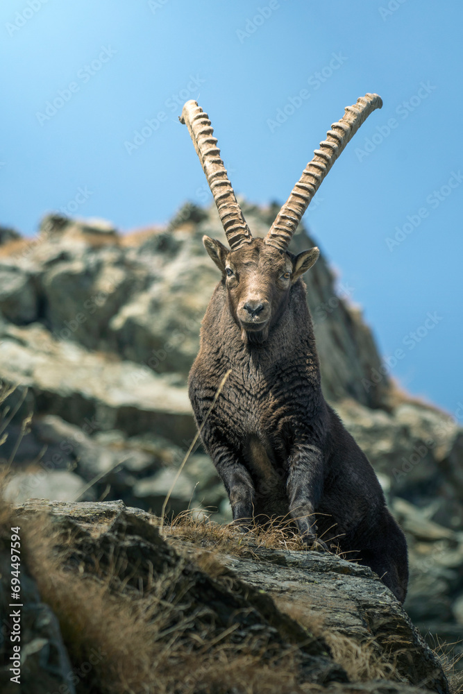 Massive male alpine ibex (Capra ibex) with huge horns looking dowstream, standing on rocks against rocky background, Alps Mountains, Italy