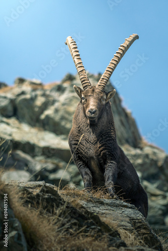 Obraz na płótnie Massive male alpine ibex (Capra ibex) with huge horns looking dowstream, standing on rocks against rocky background, Alps Mountains, Italy w salonie