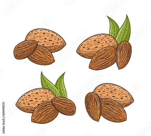 Vector almond hand-drawn colorful illustrations. Almond kernels, shells and leaves