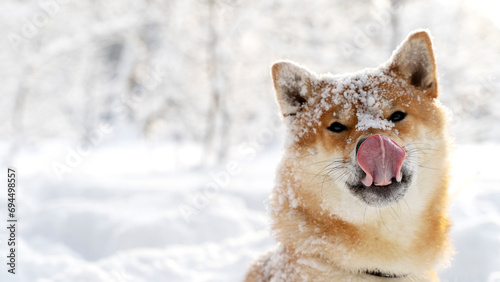 Shiba Inu in the winter forest