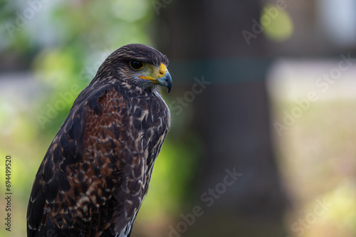 Hawk portrait closeup isolated on defocused natural background with copy space. photo