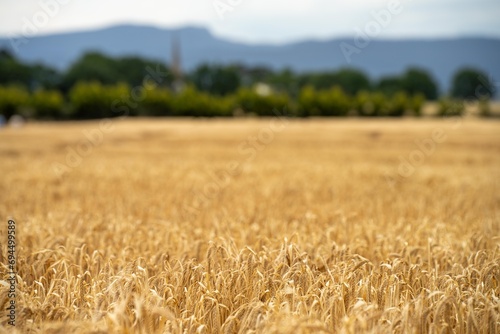 wheat grain crop in a field in a farm growing in rows. growing a crop in a of wheat seed heads mature ready to harvest. barley plants close up photo