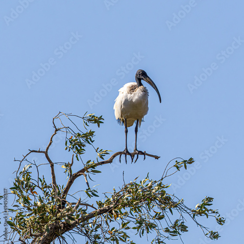 ibis