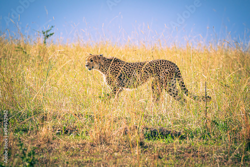 cheetah © Alvaro